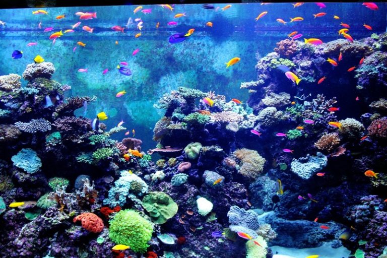 aquarium tanpa pompa