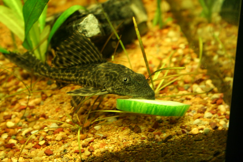 ikan pleco