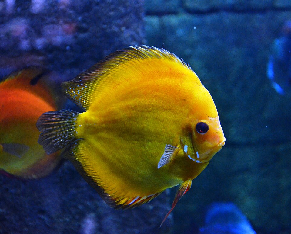 discus gampang stress