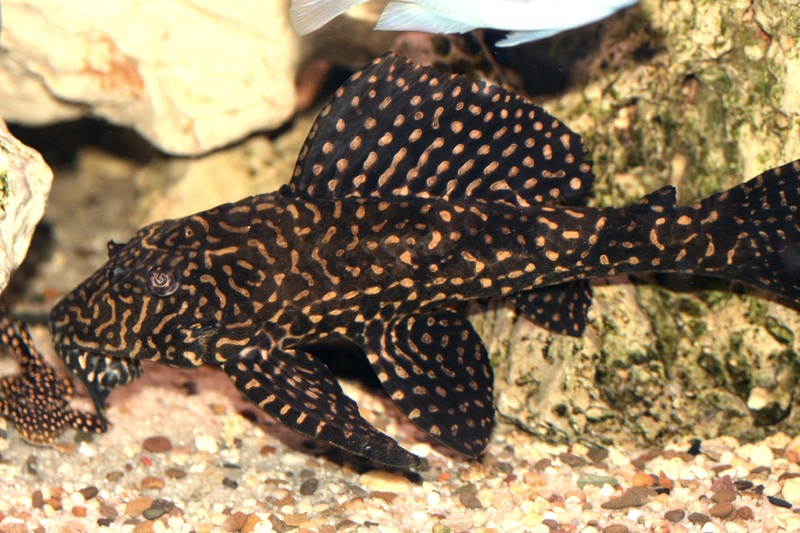 ikan pleco