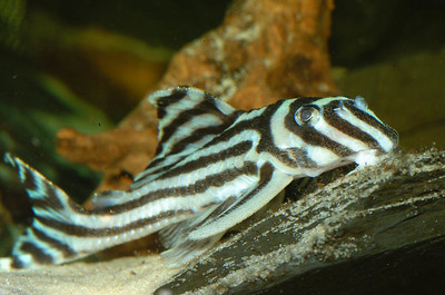 jenis ikan pleco