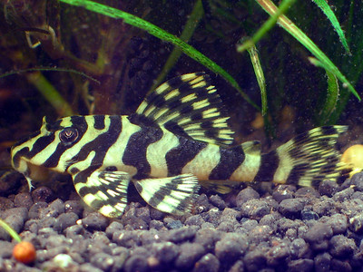 jenis ikan pleco