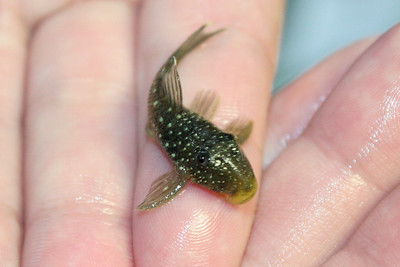 jenis ikan pleco