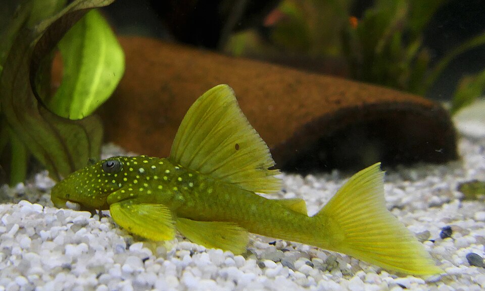 jenis ikan pleco