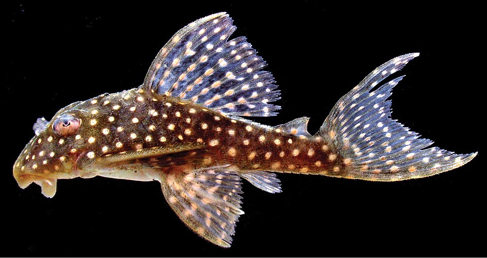 jenis ikan pleco