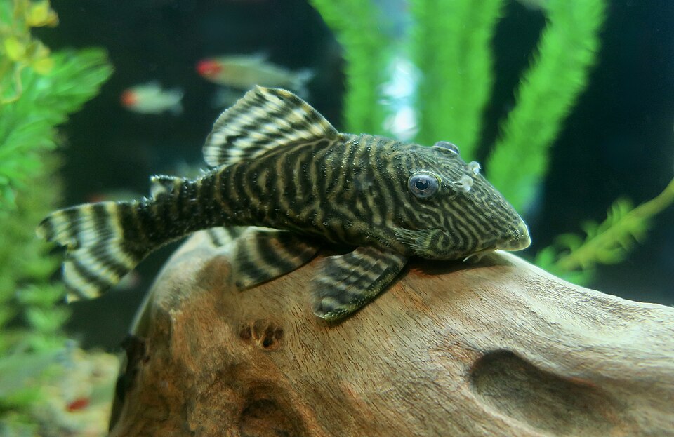 jenis ikan pleco