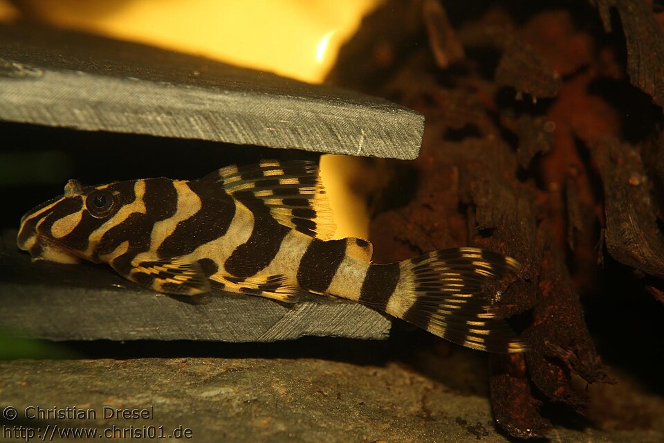 jenis ikan pleco