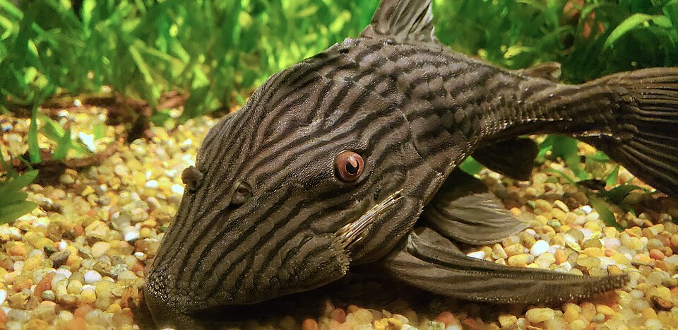 jenis ikan pleco