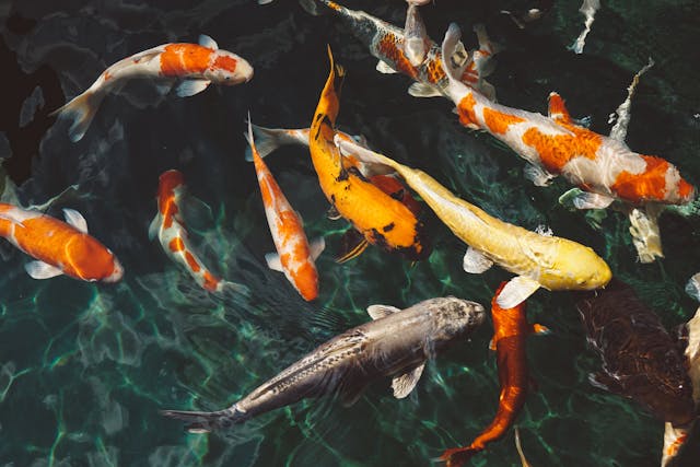 arwana vs koi
