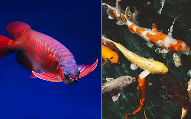arwana vs koi