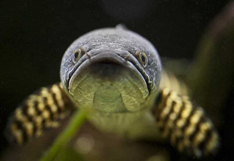 monster fish