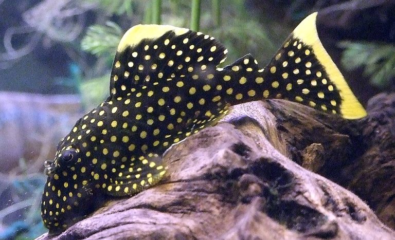 tankmate ikan pleco
