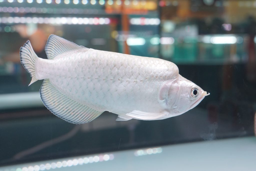 tankmate red tail catfish