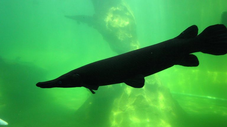 air aquarium berwarna hijau