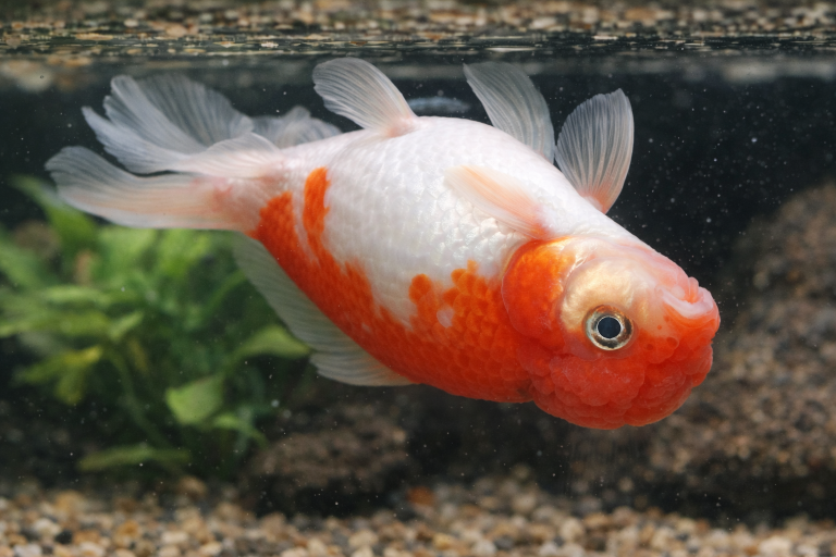 ikan koki berenang terbalik