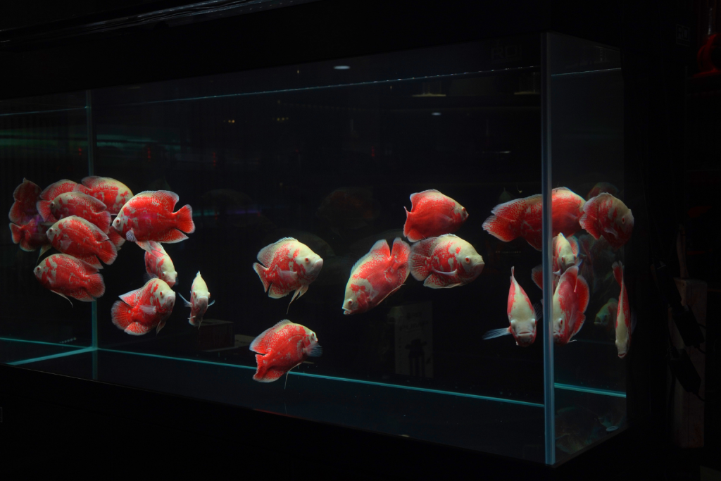 lampu aquarium nyala terus