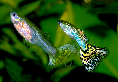 memelihara ikan guppy