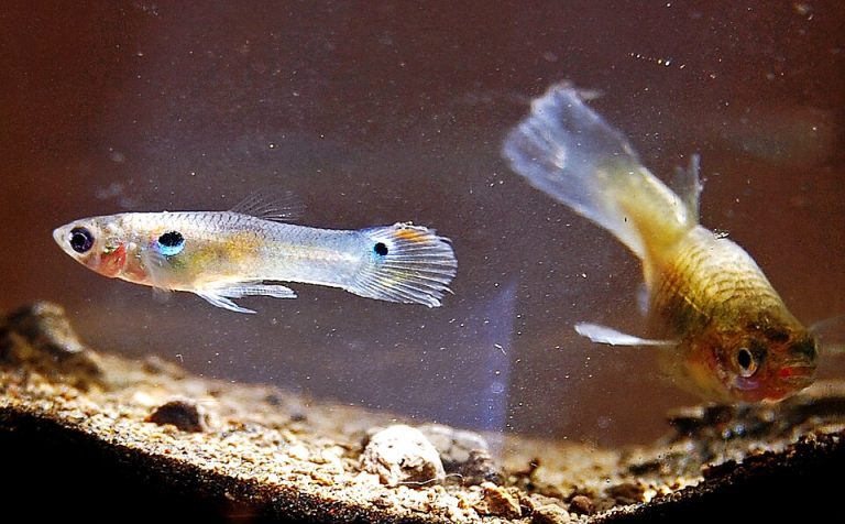 pakan ikan guppy