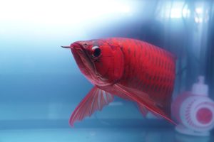 memelihara ikan arwana