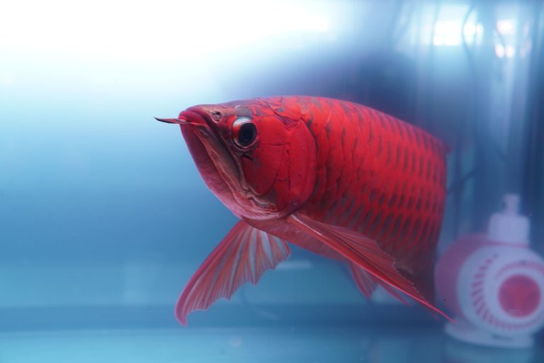 memelihara ikan arwana