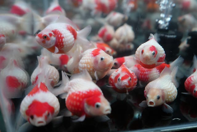 media filter aquarium