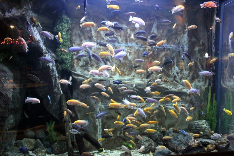 aquarium harus pakai tutup