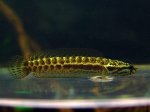 ikan channa terkena pop eye