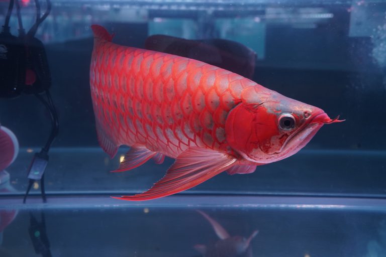 sisik ikan arwana berdiri