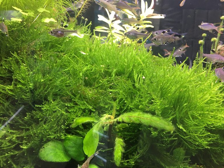 tanaman java moss