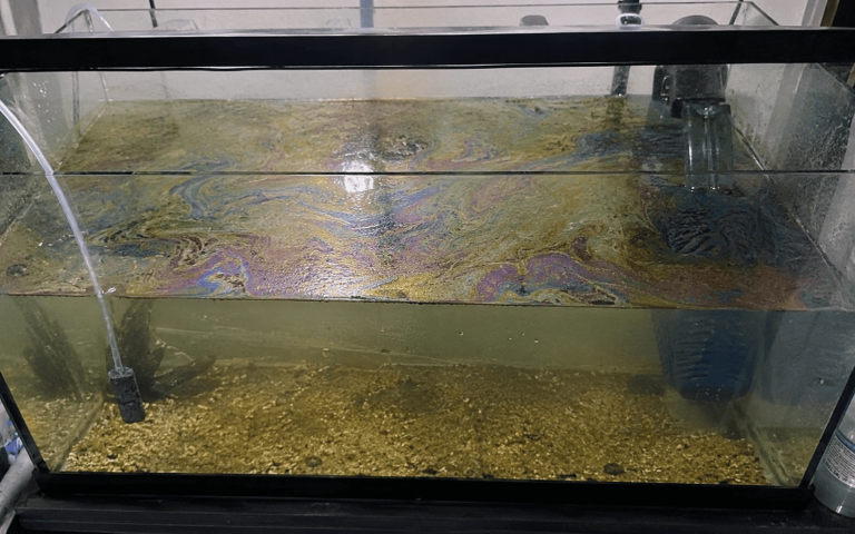 air aquarium berminyak