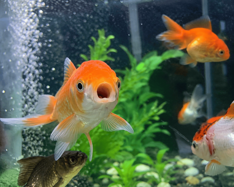 ikan sering mengap mengap