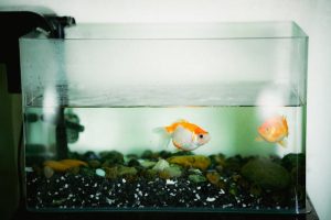 tahapan membersihkan aquarium