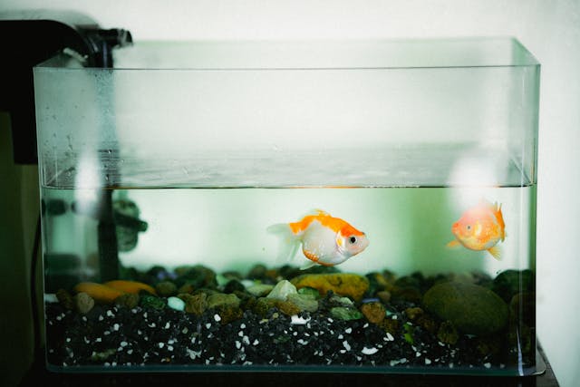 tahapan membersihkan aquarium
