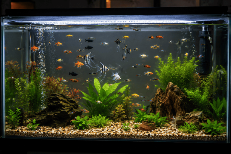 LAMPU AQUARIUM TERLALU TERANG