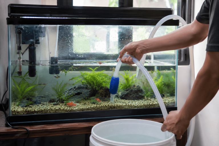MENGGANTI AIR AQUARIUM SAAT IKAN SAKIT