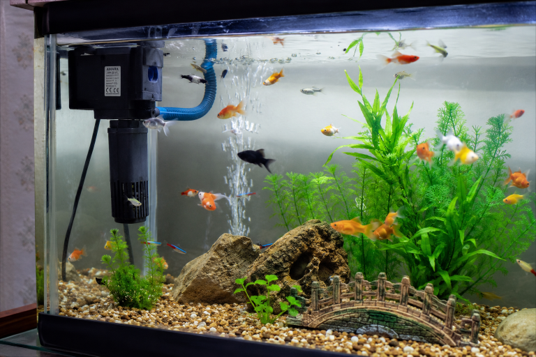 menentukan ukuran filter aquarium