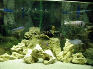 air aquarium bau kaporit