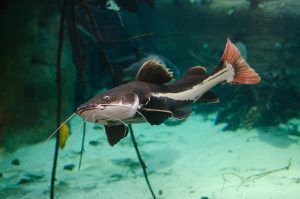 ikan red tail catfish