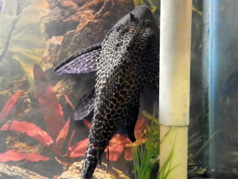 memelihara ikan pleco