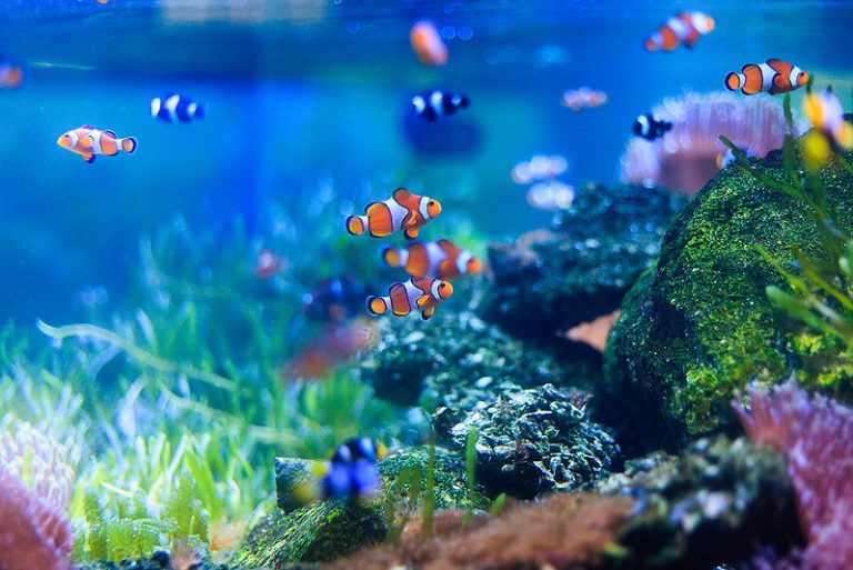 menggganti air aquarium setiap hari